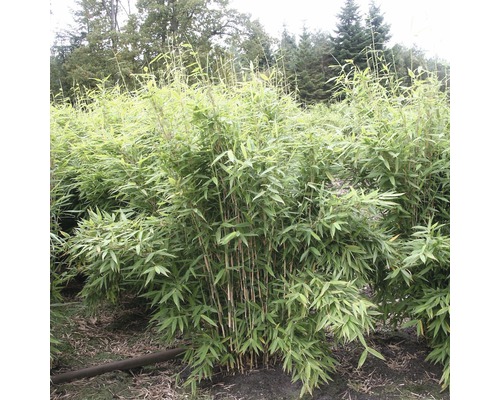 Plantă de bambus în aer liber