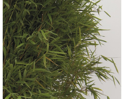 Plantă de bambus cu frunze verzi