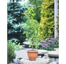 Ginkgo în ghiveci pentru grădină