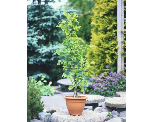 Ginkgo în ghiveci pentru grădină