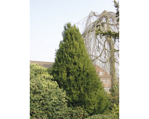 În grădină se află un tisa columnar.