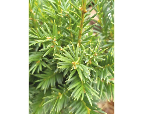 Prim-plan cu un tis veșnic verde cu ace