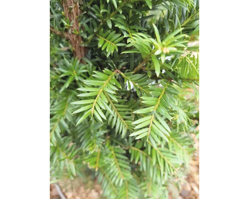 Prim-plan cu un tisa cu ace verzi.