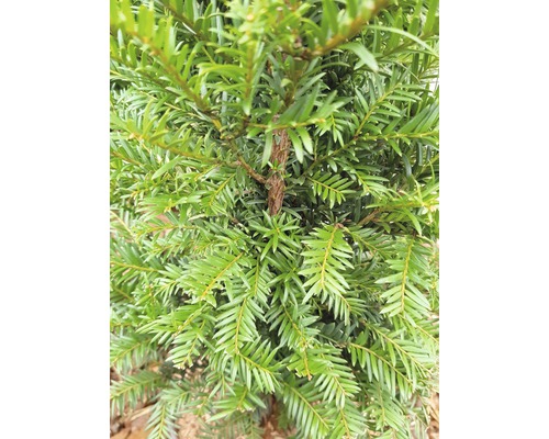 Prim-plan cu tisa cu ace