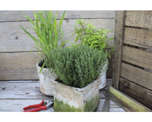 Scenă cu cimbru în ghiveci, arpagic ornamental și butași de gard viu pe o masă de lemn cu o foarfecă de grădină