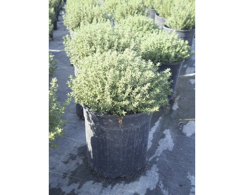 Plantă de cimbru în ghiveci