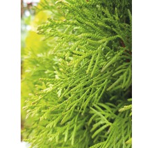 FloraSelf Thuja occidentalis 'Smaragd' H 30-40 cm Co 2 L-thumb-3