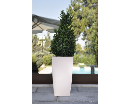 În imagine este un buxus într-o jardinieră înaltă.