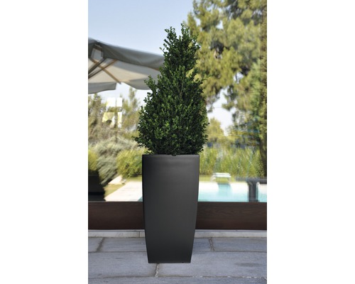 Buxus conic într-un ghiveci de flori