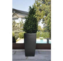 Plantă în ghiveci cu jardinieră pătrată, liniară