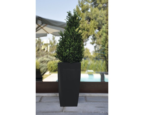 În imagine este un arbust de buxus într-un ghiveci negru, pătrat.