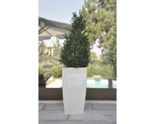 Buxus într-un ghiveci înalt pentru exterior