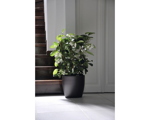 Ghiveci cu iasomie stea într-o cameră luminoasă lângă o scară