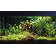 Substrat decorativ pentru acvariu JBL Manado, 3 l-thumb-4 Substrat decorativ pentru acvariu JBL Manado, 3 l-thumb-4