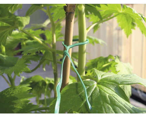 Plantă fixată cu sârmă de legat de un băț de lemn