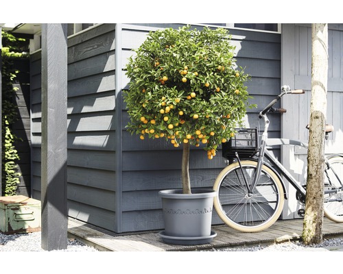 Arbore de kumquat în ghiveci lângă o bicicletă în fața unei case de lemn