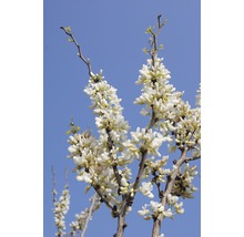 Arborele lui Iuda înflorit cu flori albe pe un cer albastru