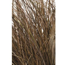 Iarbă decorativă FloraSelf Carex comans 'Frosted Curls' H 5-20 cm Ø 14 cm