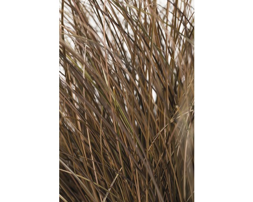 Iarbă decorativă FloraSelf Carex comans 'Frosted Curls' H 5-20 cm Ø 14 cm