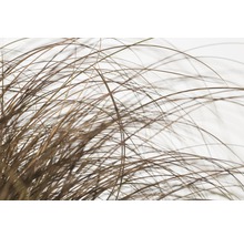 Iarbă decorativă FloraSelf Carex comans 'Frosted Curls' H 5-20 cm Ø 14 cm
