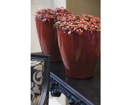 Două jardiniere cu plante pe o masă