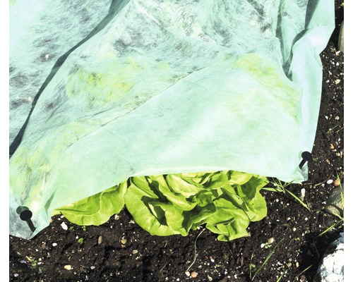 Strat de salată verde acoperit cu fleece în grădină.