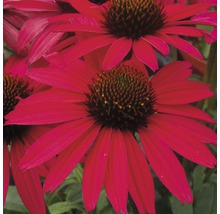 Prim-plan cu echinacea roșie