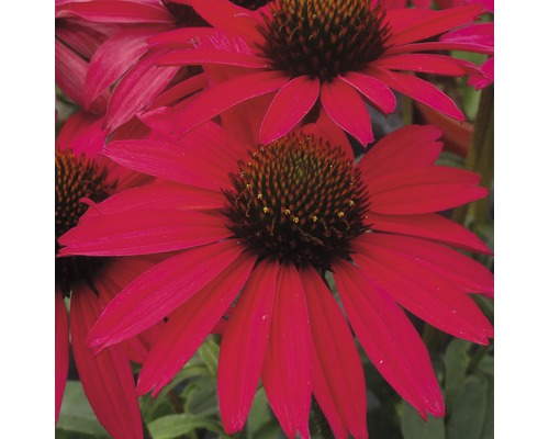 Prim-plan cu echinacea roșie