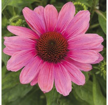 Prim-plan cu o floare echinacea roz