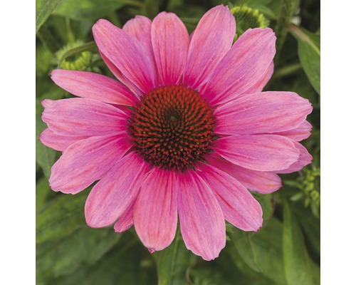 Prim-plan cu o floare echinacea roz