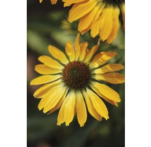 Floare galbenă Coneflower în detaliu