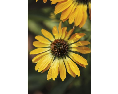 Floare galbenă Coneflower în detaliu