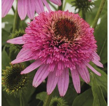 Prim-plan cu o singură floare echinacea roz