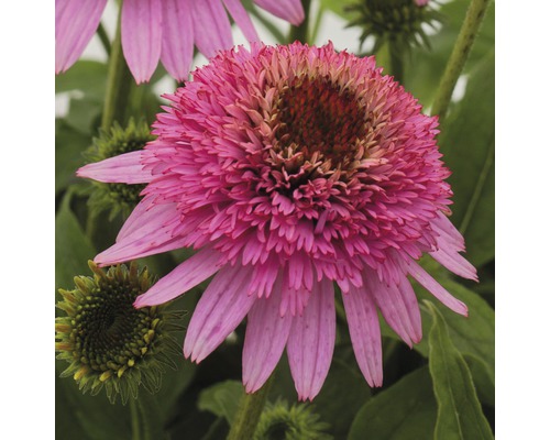 Prim-plan cu o singură floare echinacea roz