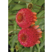 Prim-plan cu două flori echinacea roz