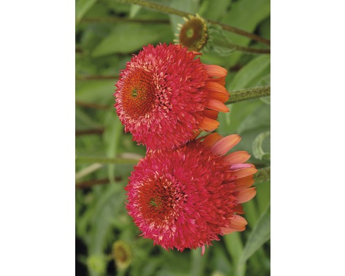 Prim-plan cu două flori echinacea roz