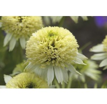 Prim-plan cu o singură floare Echinacea