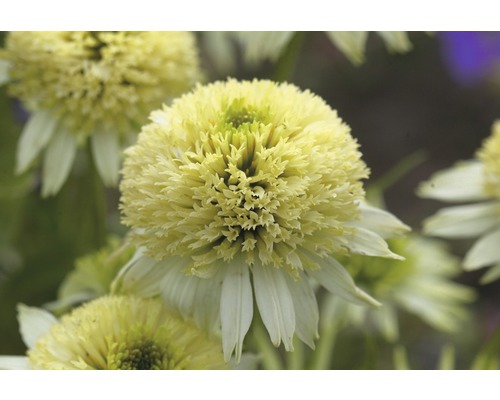 Prim-plan cu o singură floare Echinacea