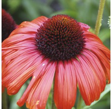 Prim-plan cu o singură floare Echinacea în grădină.