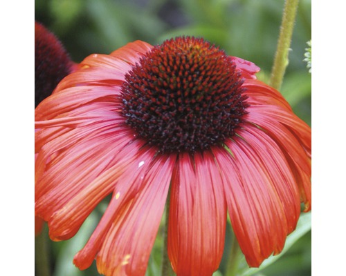 Prim-plan cu o singură floare Echinacea în grădină.