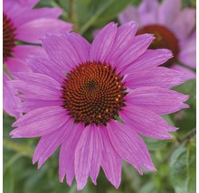 Prim-plan cu o plantă Echinacea înflorită