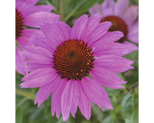 Prim-plan cu o plantă Echinacea înflorită
