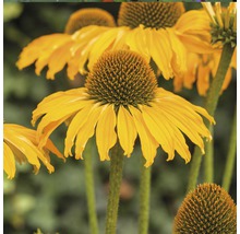 Floare galbenă de Echinacea în detaliu