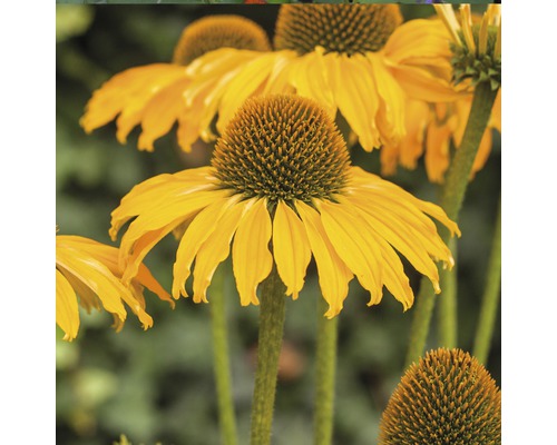 Floare galbenă de Echinacea în detaliu