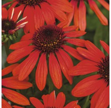 Prim-plan cu flori de echinacea roșii cu capitule maro
