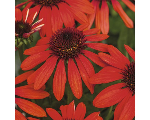 Prim-plan cu flori de echinacea roșii cu capitule maro