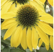 Floare galbenă de Echinacea în detaliu