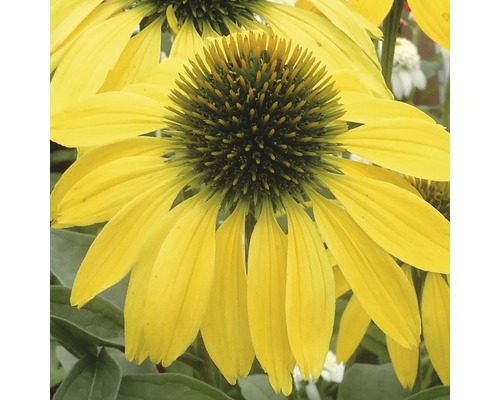 Floare galbenă de Echinacea în detaliu