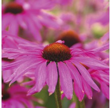 Prim-plan cu echinacea roz în grădină
