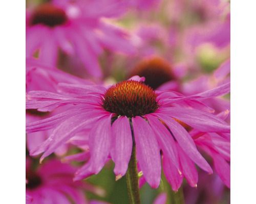 Prim-plan cu echinacea roz în grădină